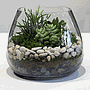 Terrarium