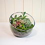 Succulent Terrarium